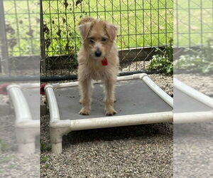 Mutt Dogs for adoption in Mukwonago, WI, USA