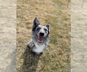 Australian Shepherd Dogs for adoption in Ogden, UT, USA
