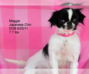 Japanese Chin Dogs for adoption in Bon Carbo, CO, USA