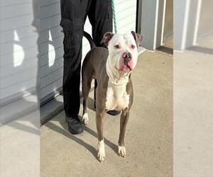 Mutt Dogs for adoption in Louisville, KY, USA