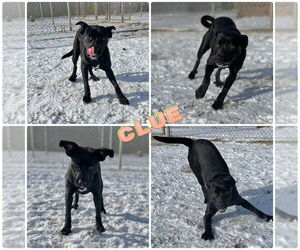 American Staffordshire Terrier-Labrador Retriever Mix Dogs for adoption in Pierceton , IN, USA