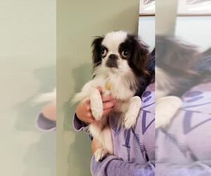 Japanese Chin Dogs for adoption in Fargo, ND, USA