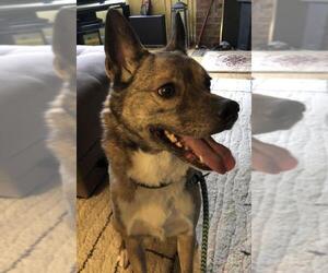 Boston Terrier-Huskies  Mix Dogs for adoption in Roxboro, NC, USA