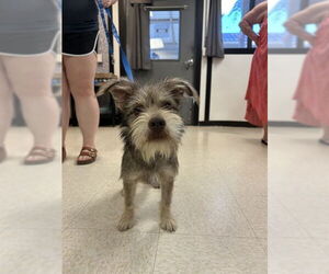 - Mix Dogs for adoption in Sugar Land, TX, USA