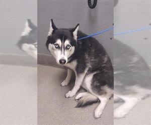 Siberian Husky-Unknown Mix Dogs for adoption in Las Vegas, NV, USA