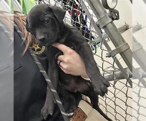 Labrador Retriever-Unknown Mix Dogs for adoption in Rosenberg, TX, USA