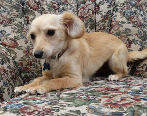Medium Photo #1 Mutt Puppy For Sale in Tacoma, WA, USA