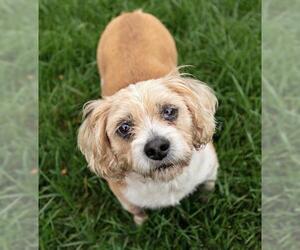 Beagle Dogs for adoption in Landenberg, PA, USA
