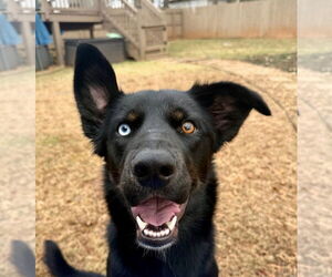 German Shepherd Dog-Unknown Mix Dogs for adoption in La Grange , NC, USA