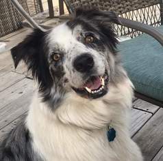 Border Collie Dogs for adoption in Princeton, MN, USA