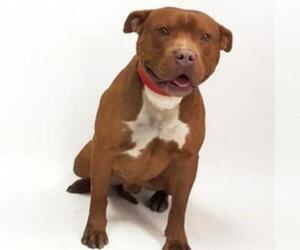 American Pit Bull Terrier Dogs for adoption in Show Low, AZ, USA