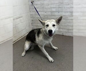 Siberian Husky Dogs for adoption in San Bernardino, CA, USA