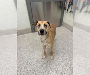 Labsky Dogs for adoption in Brighton, CO, USA
