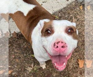 American Pit Bull Terrier Dogs for adoption in Tarboro, NC, USA