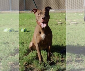American Pit Bull Terrier Dogs for adoption in El Centro, CA, USA