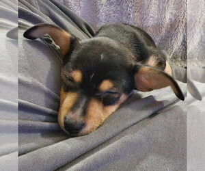 Chihuahua-Unknown Mix Dogs for adoption in Claremore, OK, USA