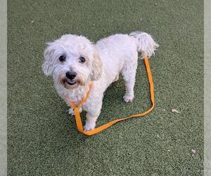 Poodle (Miniature) Dogs for adoption in San Martin, CA, USA