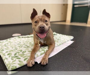 American Pit Bull Terrier Dogs for adoption in Pasadena, CA, USA