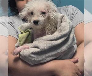 Poodle (Miniature)-Unknown Mix Dogs for adoption in Houston, TX, USA