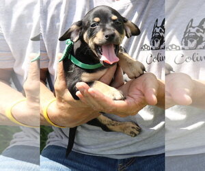 Dachshund Dogs for adoption in Bandera, TX, USA