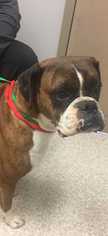 Boxer Dogs for adoption in CORNING, NY, USA