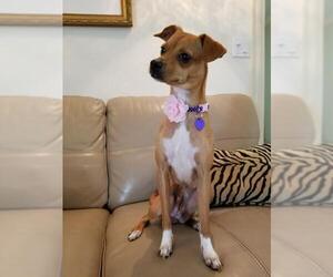 Chipin Dogs for adoption in Deerfield Beach, FL, USA