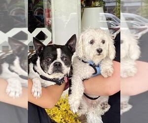 Boston Terrier Dogs for adoption in Mundelein, IL, USA