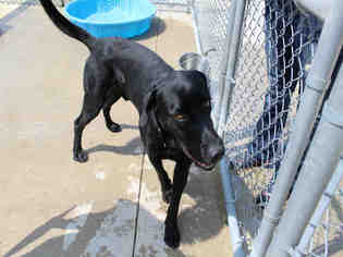 Great Dane-Labrador Retriever Mix Dogs for adoption in Bowling Green, OH, USA