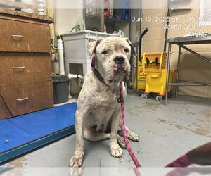American Bulldog Dogs for adoption in Ocala, FL, USA