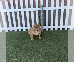 American Bulldog Dogs for adoption in Modesto, CA, USA