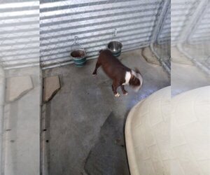 Boston Terrier Dogs for adoption in Bonifay, MO, USA