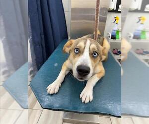Siberian Husky-Unknown Mix Dogs for adoption in Mobile, AL, USA
