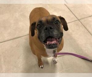 Boxer Dogs for adoption in Sanford , MI, USA