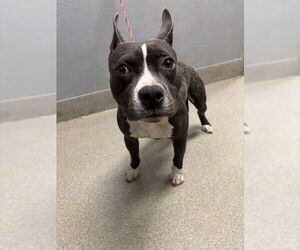 American Pit Bull Terrier-Unknown Mix Dogs for adoption in Las Vegas, NV, USA