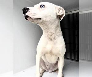 Mutt Dogs for adoption in Houston, TX, USA