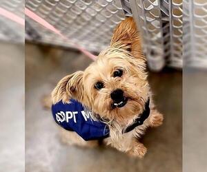 Mutt Dogs for adoption in Marrero, LA, USA