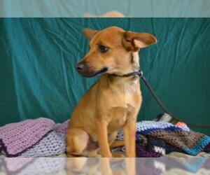 Mutt Dogs for adoption in Chico, CA, USA