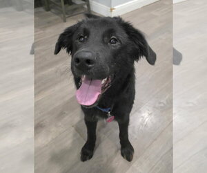 German Shepherd Dog-Unknown Mix Dogs for adoption in Royal Palm Beach, FL, USA