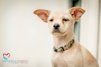 Medium Photo #1 Maltese-Unknown Mix Puppy For Sale in Mankato, MN, USA