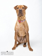 Redbone Coonhound Dogs for adoption in Franklin, TN, USA
