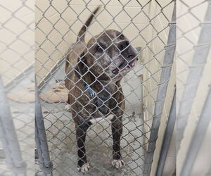 Mastiff-Unknown Mix Dogs for adoption in Anchorage, AK, USA