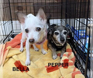 Chiweenie Dogs for adoption in Rockaway, NJ, USA