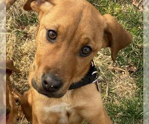 Mastador Dogs for adoption in Potomac, MD, USA