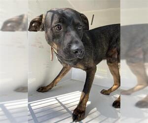 American Pit Bull Terrier-Unknown Mix Dogs for adoption in Houston, TX, USA
