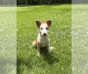 Australian Shepherd Dogs for adoption in Yardley, PA, USA