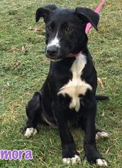 Borador Dogs for adoption in Danbury, CT, USA