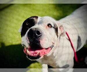 Mutt Dogs for adoption in Orlando, FL, USA