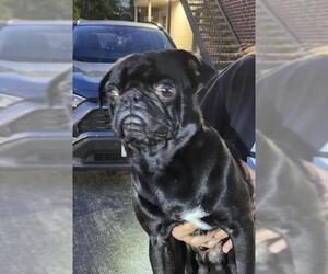 Pug-Unknown Mix Dogs for adoption in San Antonio, TX, USA