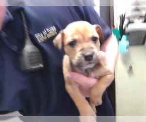 Labrador Retriever Dogs for adoption in Tulsa, OK, USA