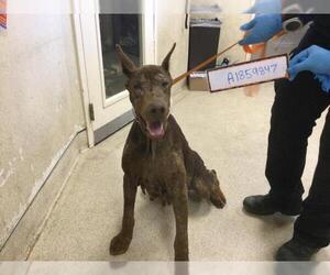 Doberman Pinscher Dogs for adoption in Riverside, CA, USA